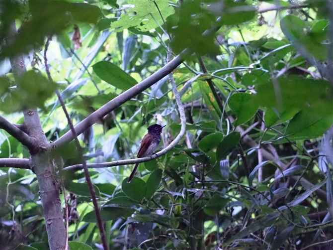 ELETRE`E,Japanese Paradise Flycatcher